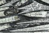 Polished Fossil Orthoceras (Cephalopod) Plate - Morocco #359680-1